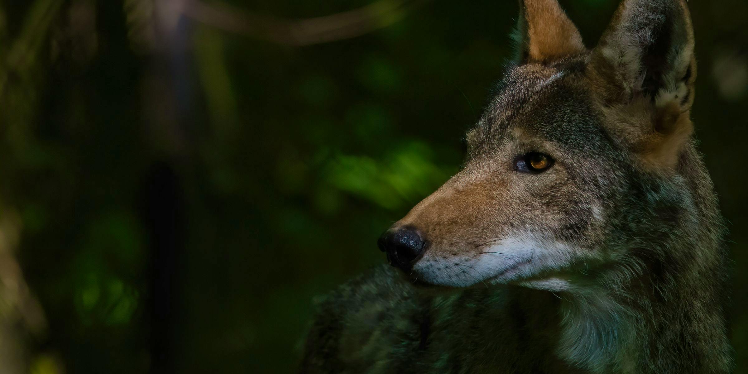 Male Red Wolf Profile 